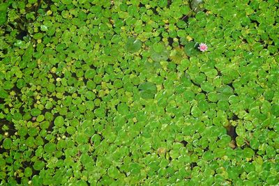 Full frame shot of lotus water lily in lake