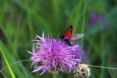 Close-up of insect on purple flower