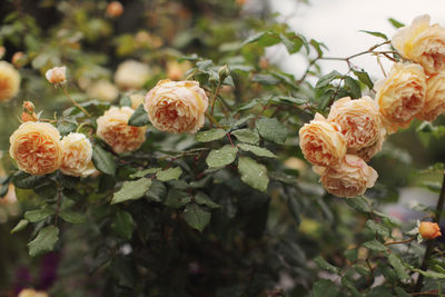 Close-up of flowers blooming outdoors