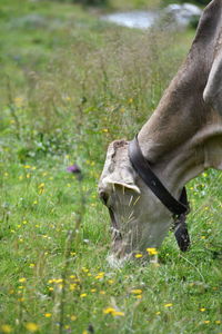 View of horse grazing on field