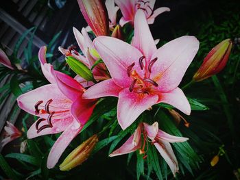 Close-up of pink day lily blooming outdoors