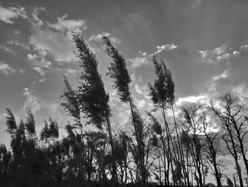 Low angle view of silhouette trees against sky