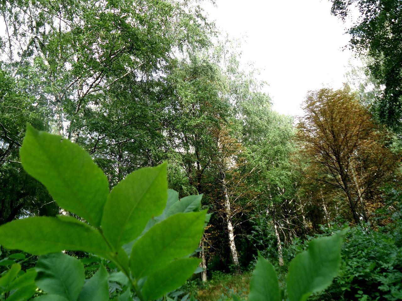 growth, green color, tree, leaf, nature, beauty in nature, tranquility, plant, lush foliage, tranquil scene, clear sky, green, freshness, forest, day, scenics, growing, branch, outdoors, no people