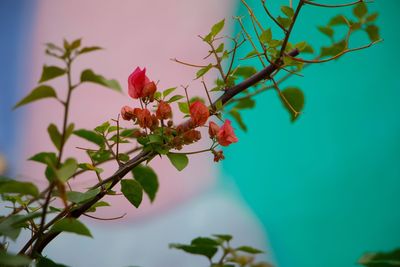 Close-up of fruits on tree against sky