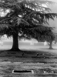 Trees on field against sky