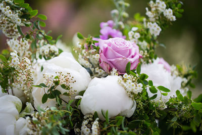 Close-up of white roses blooming outdoors