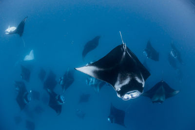 Wide angle view of a school of manta rays, in baa atoll ,madives