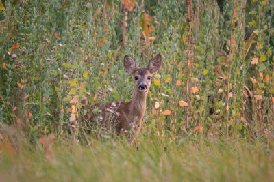 Portrait of an animal on field