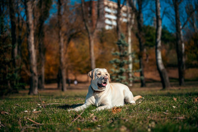 Dog running in forest