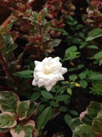 Close-up of white flowers blooming outdoors