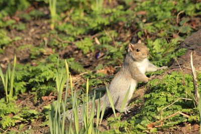 Squirrel on field