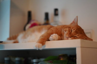 Cat sleeping at home