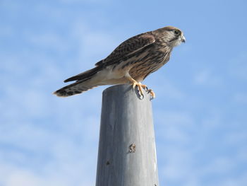 Low angle view of eagle perching on wooden post against sky