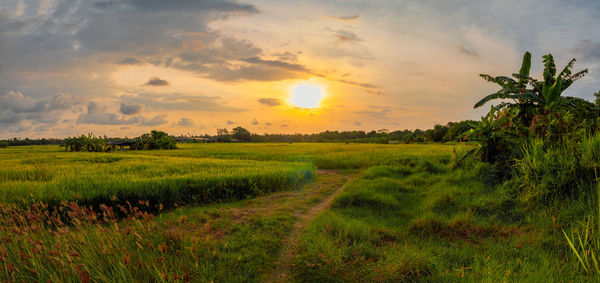 Scenic view of field against sky during sunset