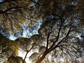 Low angle view of trees against sky