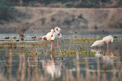Lesser flamingos love