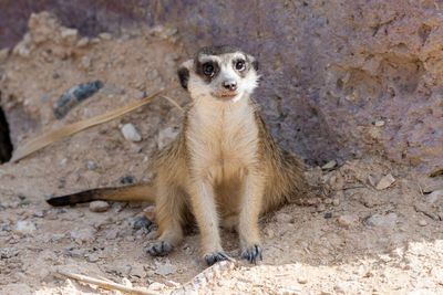 Close-up of meerkat