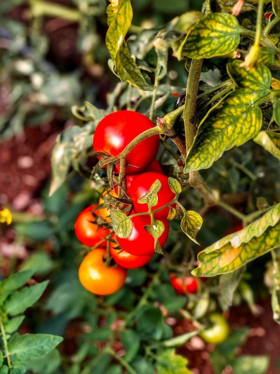 growth, food and drink, red, plant, close-up, food, fruit, leaf, plant part, healthy eating, day, focus on foreground, freshness, nature, no people, rose hip, green color, beauty in nature, tree, berry fruit, outdoors, rowanberry