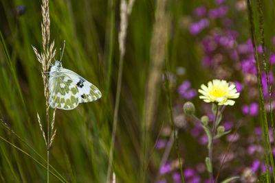 Close-up of butterfly pollinating on purple flower