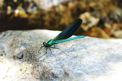 Close-up of grasshopper on rock
