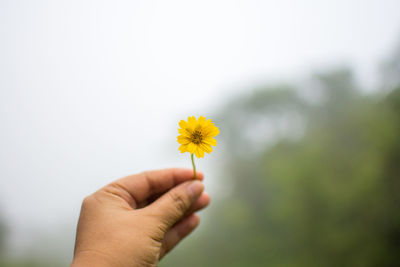 Close-up of man holding yellow flower