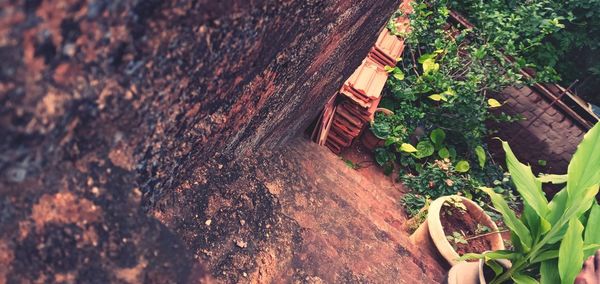 High angle view of plants growing on tree trunk