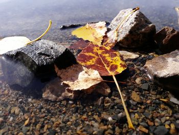 Close-up of autumn leaves in water