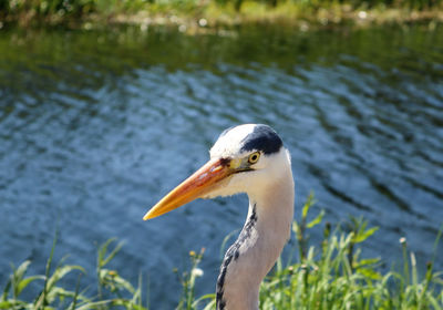 Close-up of bird