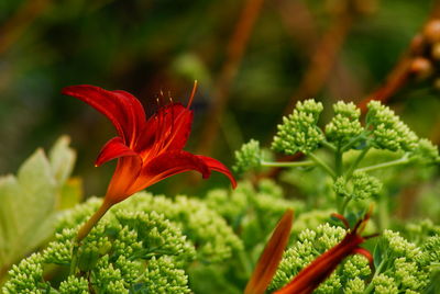 Close-up of red flowering plant