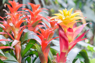 Close-up of multicolored flowers