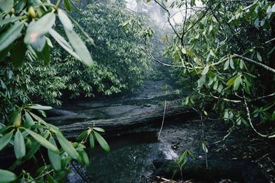 Plant growing in water