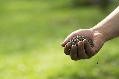 Cropped hand holding seeds over field