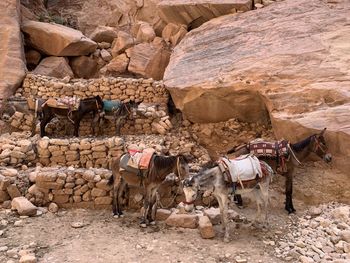 View of horse in desert