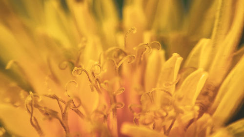 Close-up of yellow flowering plant on field