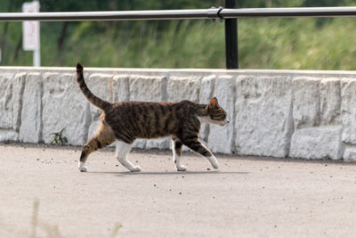 Cat standing outdoors