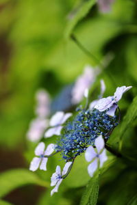 Close-up of purple flowering plant