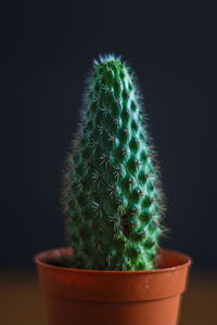 Close-up of cactus plant in pot