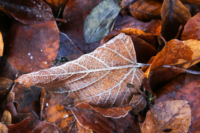 Forest woods fallen leaves covered in ice frost in cold temperatures