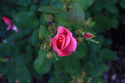 Close-up of pink rose