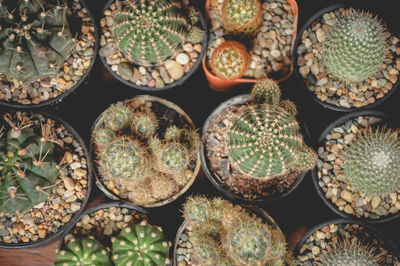 Full frame shot of succulent plants