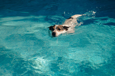 Jack russell terrier dog swimming in pool on a hot sunny day