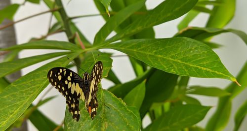 Lemon butterfly or papillo demo leus on cassava tree plant