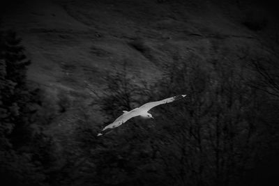 Close-up of seagull flying over sea