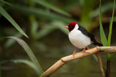 Close-up of cardinal perching on branch