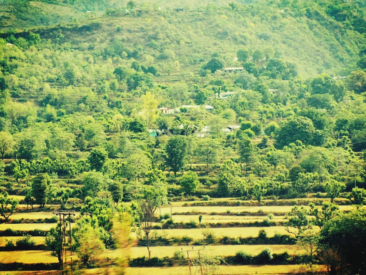 SCENIC VIEW OF FIELD