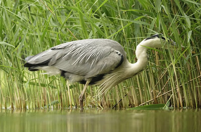 Side view of a gray heron on lake