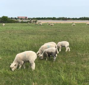 Sheep grazing in a field