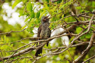 Low angle view of bird perching on tree