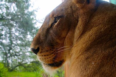 Close up of a horse