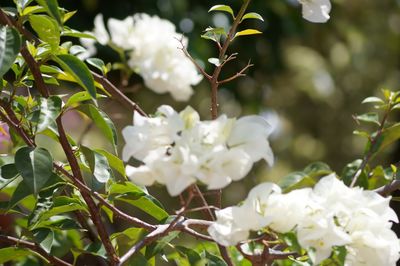 Close-up of white flowers on tree